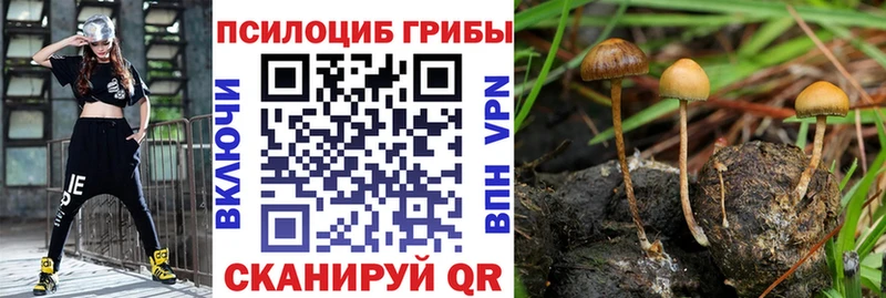Галлюциногенные грибы Cubensis Георгиевск